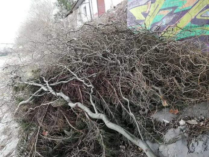 Prijavi problem: Nakon orezivanja drveća na plaži granje završilo pod mostom!