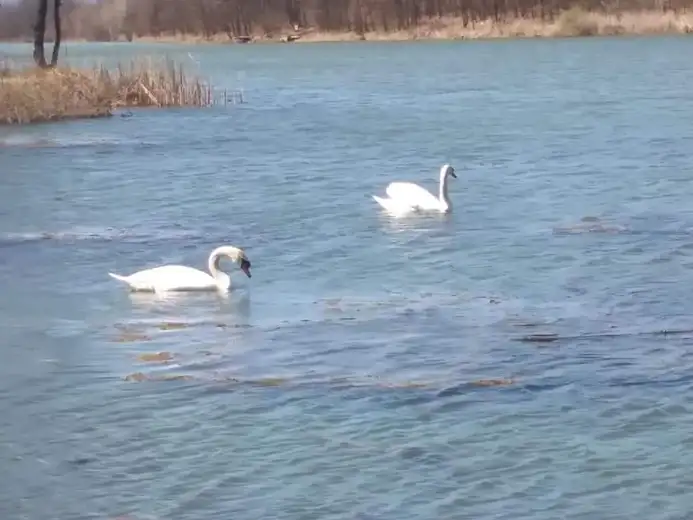 Labudovi na jezeru Sovinac