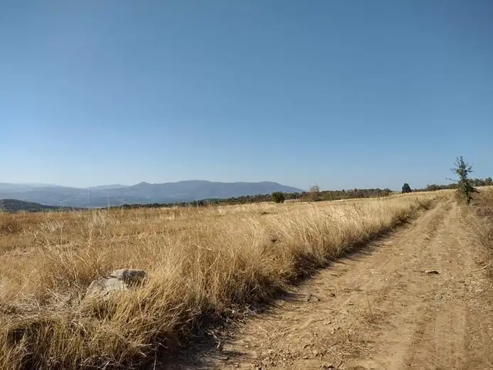 Priče iz Torlačije: Dodole i danas prizivaju kišu