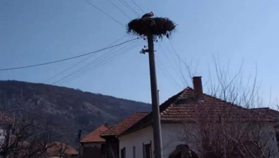 Vratile se rode – vesnici proleća, simbol novog života, radosti, porodice