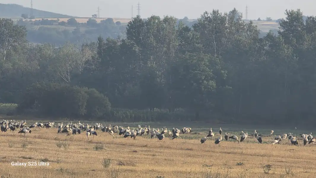 Jato belih roda iznenadilo meštane sela Rgotina