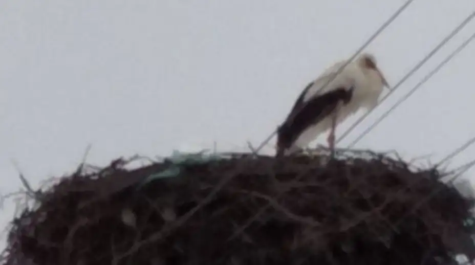 Društvo za zaštitu i proučavanje ptica Srbije: Počinje popis belih roda