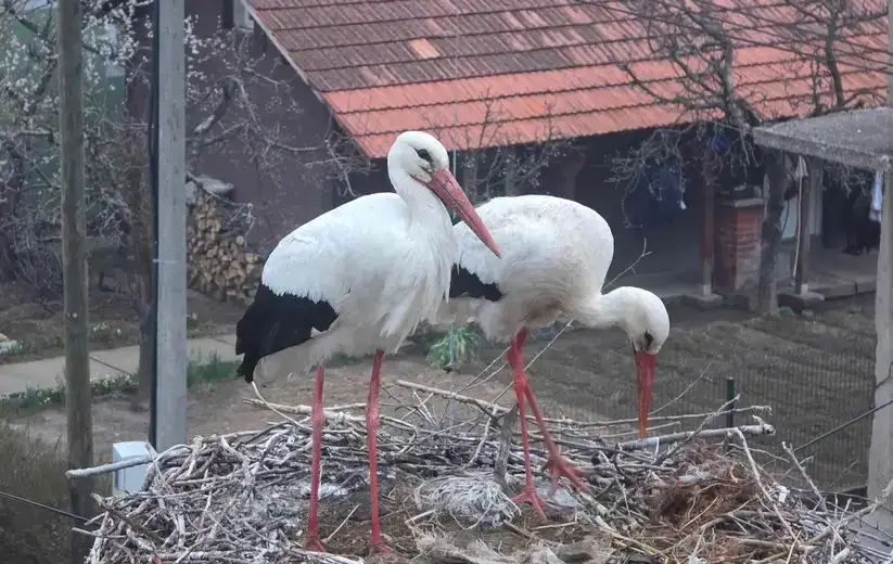 Ljubitelji ptica spremaju ptičiji rijaliti šou: "Rode sa istoka"