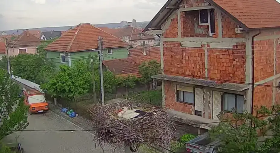 Majka hrabrost: Roda brani mladunce od grada (VIDEO)