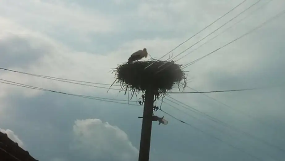 Vratile se rode - vesnici proleća, simbol novog života, radosti, porodice