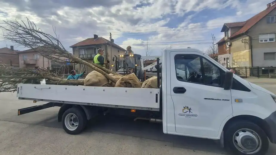 Novi drvoredi u Zaječaru