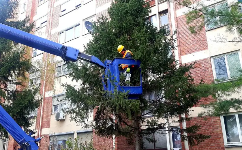 Radnici Timok održavanja uklonili smeće sa drveća u naselju "Kraljevica"