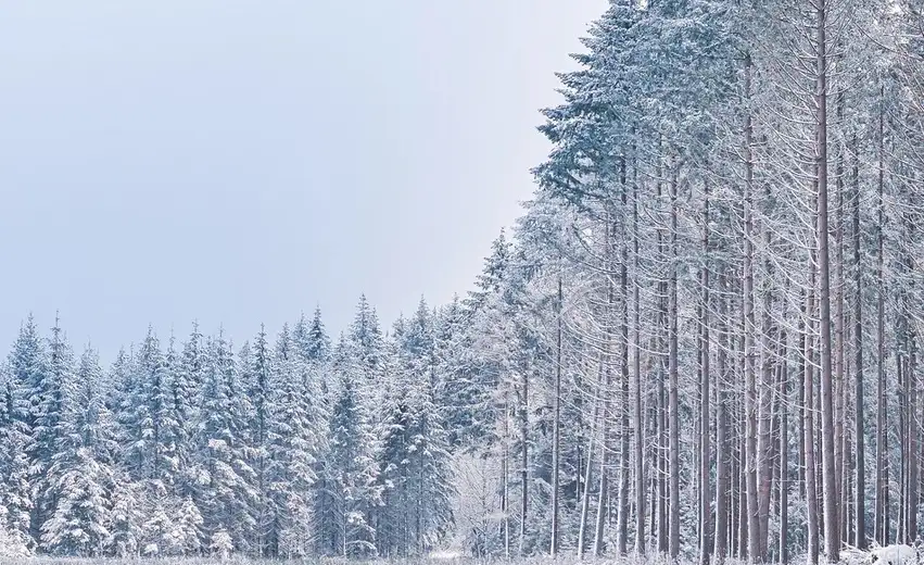 U Zaječaru danas hladno sa snežnim padavinama
