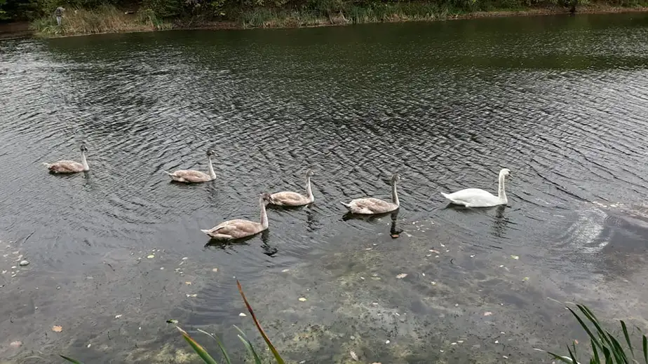 Na lepom Sovincu: Par labudova uspešno izveo svoje prvo leglo na jezeru kod Salaša