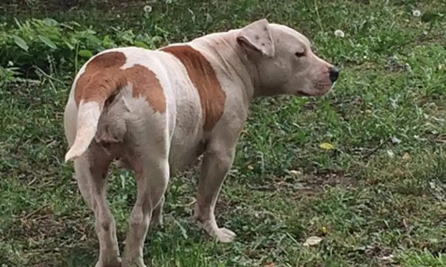Hitno potrebna osoba koja želi da zbrine ženku staforda