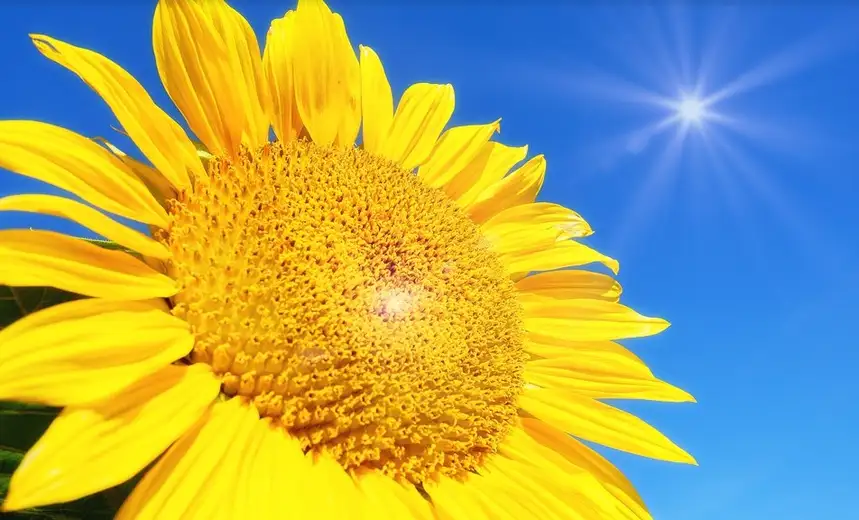 Izdato upozorenje: Danas i sutra vrhunac toplotnog talasa, temperatura možda dostigne i više od 43 °C