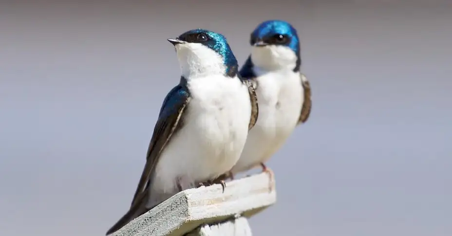 Danas je svetski dan lastavica
