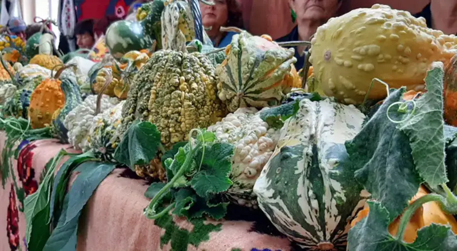 U Nikoličevu održana tradicionalna manifestacija, 14. po redu „Tikvijada“