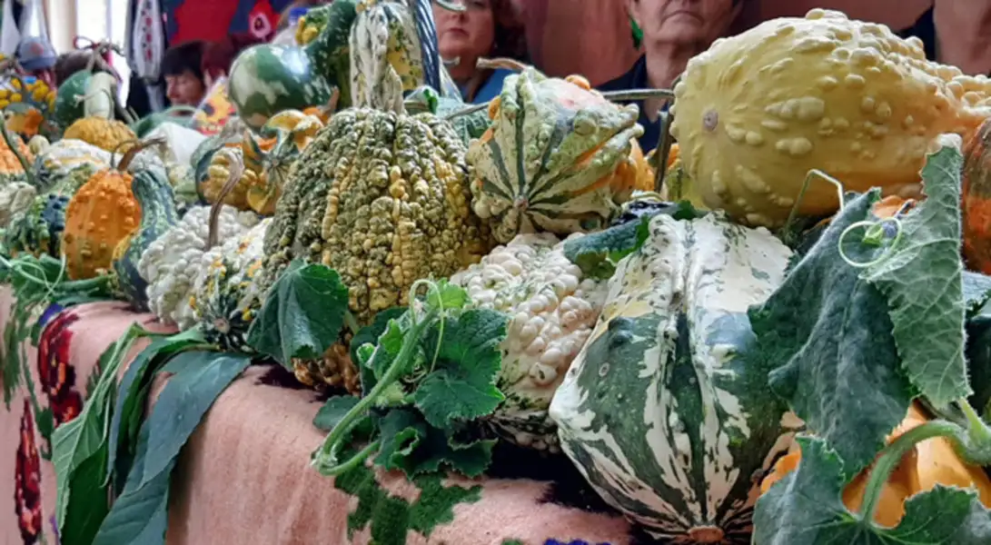 Za vikend u Nikoličevu 15. „Tikvijadaˮ