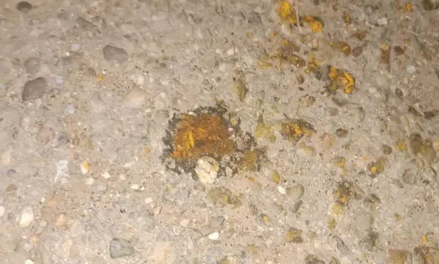 Trovanje životinja u selu Braćevac