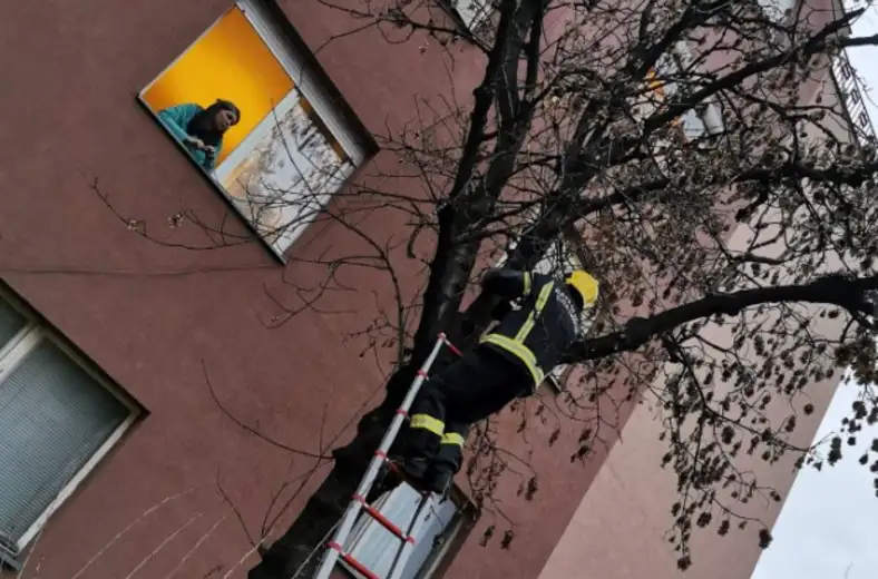 Brzom reakcijom vatrogasaca, mačka spuštena sa drveta