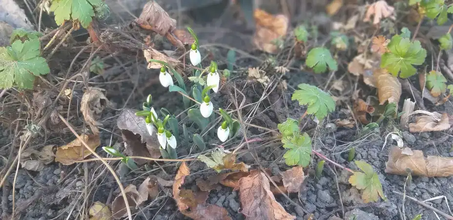 Prvog dana 2025. godine, u Zaječaru temperatura do 14c