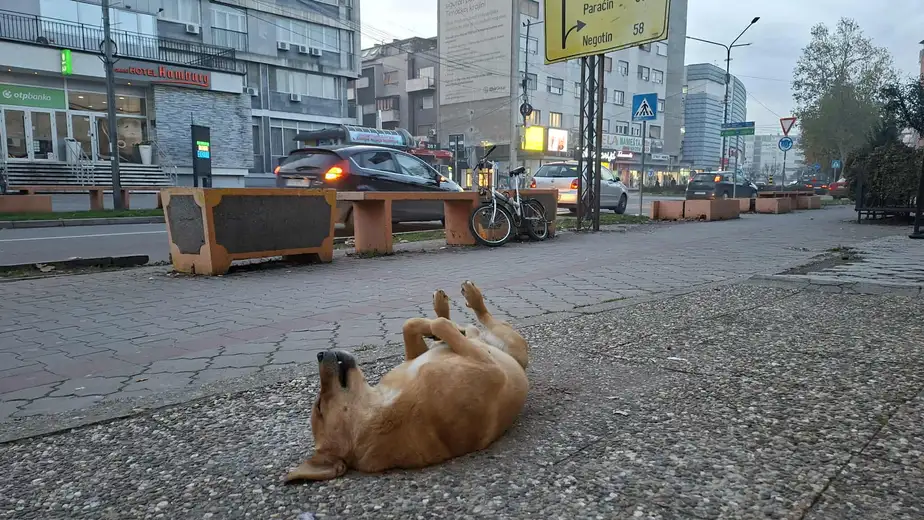 Oblačno i hladno, mestimično susnežica i sneg