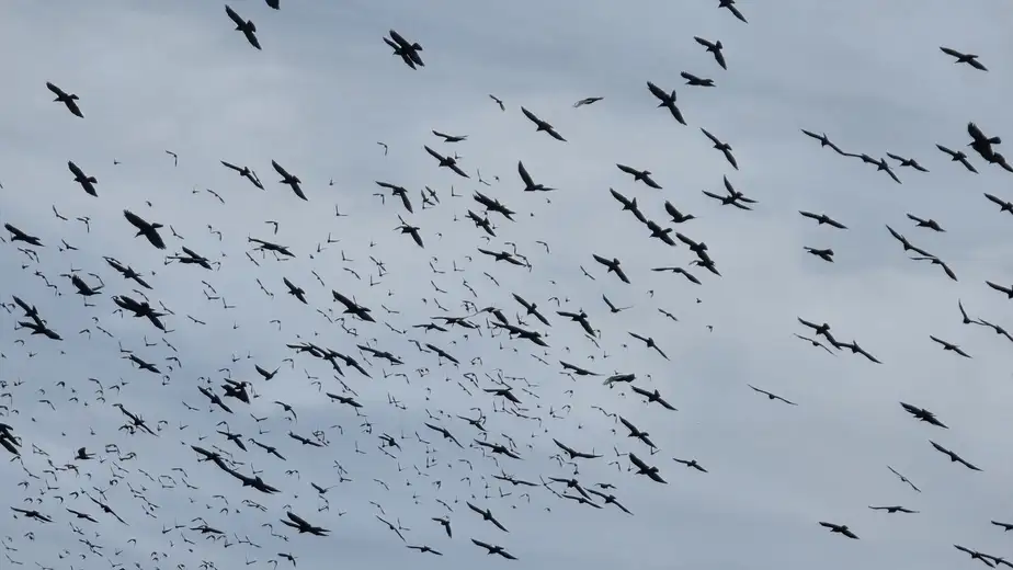 Nedelja oblačna i tmurna, olujna košava u Podunavlju i Pomoravlju