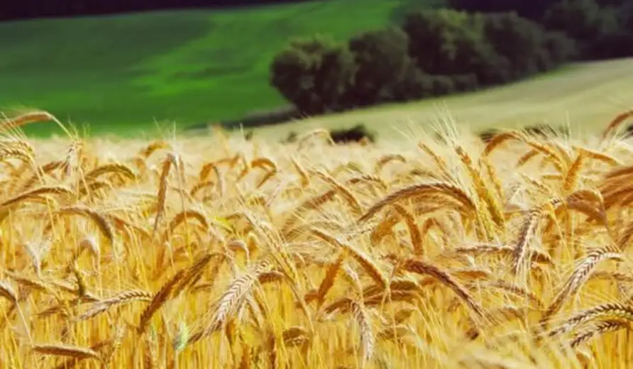 Cene u poljoprivredi veće za 15 odsto nego u julu 2018.