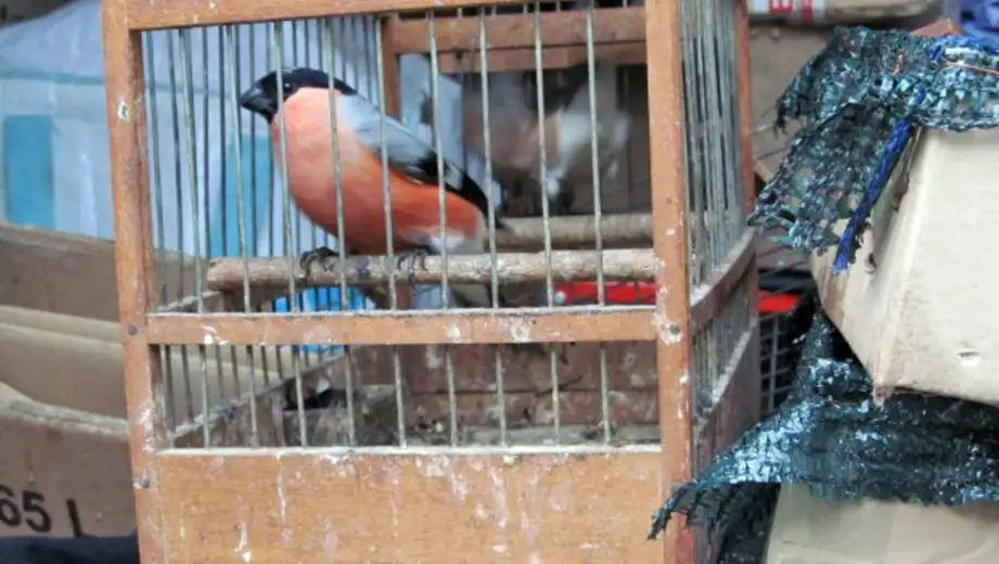 Ako želite da pomognete pticama tokom leta ostavite im ovo voće