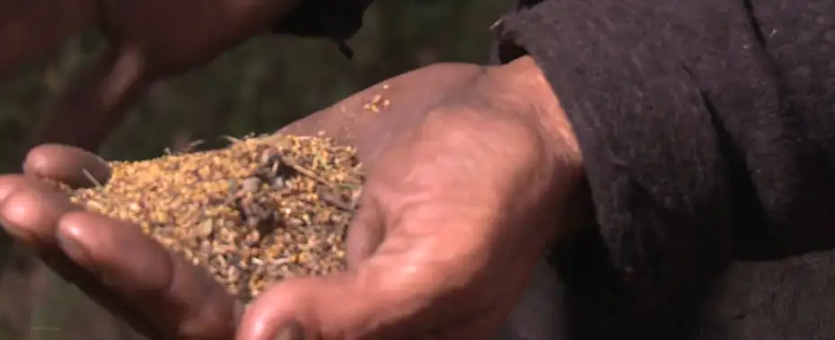 Koliko će nas koštati suša i šta ćemo jesti? Poljoprivrednici kažu – stanje je katastrofalno