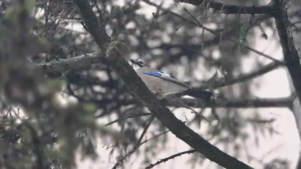 Jutarnja magla i slab mraz, tokom dana sunčano