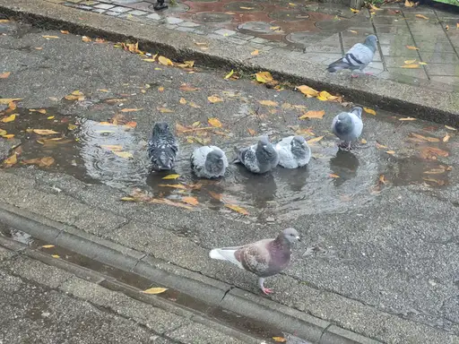 Vremenska prognoza: Danas nikud bez kišobrana!