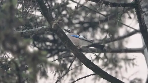 Vremenska prognoza: Oblačno i hladno, tokom većeg dela dana kiša