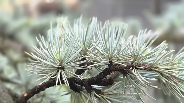 Hladno i oblačno, mestimično s kišom – najviša temperatura do 10 stepeni