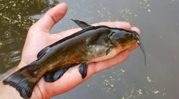 "Cverglanijada": Više od sporta!