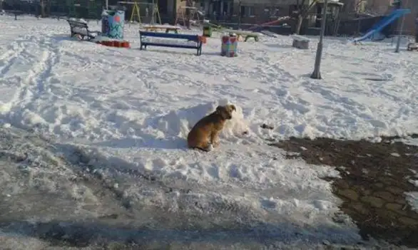 "Koalicija za život" reagovala povodom problema pasa lutalica: Nisu zabeleženi slučaji napada na decu!