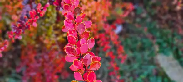 RHMZ: Kakvo nas vreme očekuje naredne nedelje?