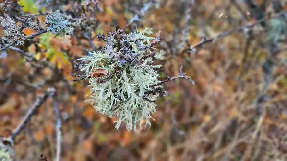 Ujutru i pre podne magla, tokom dana pretežno sunčano