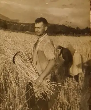 Priče iz Torlačije: Žetva