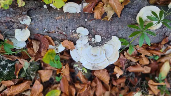 Danas oblačno, toplo i vetrovito, ponegde sa kišom