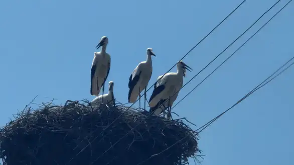 U Srbiji popisano rekordnih 1.927 gnezda belih roda