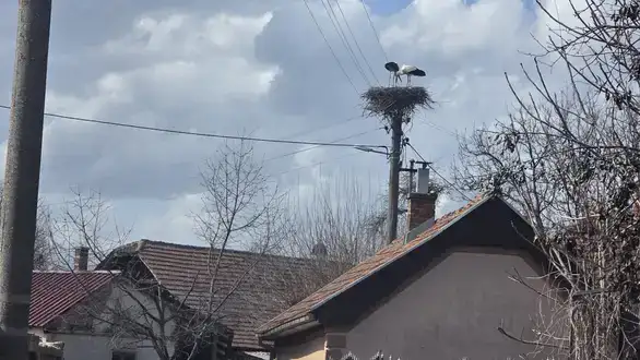 Vratile se rode: Iz daleke Afrike sletele u svoja gnezda u Vražogrncu donoseći radost