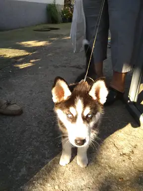Traži se vlasnik: Pronađeno štene haskija u blizini vašarišta