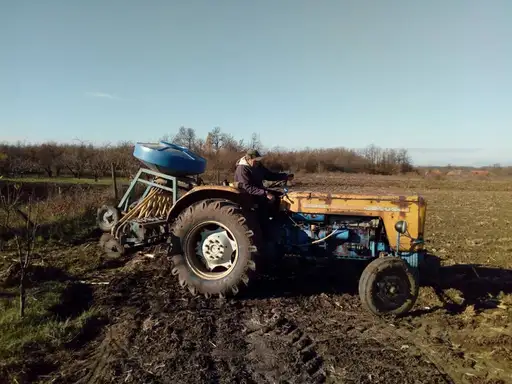 Setva pšenice u Zaječaru “uoči Nove godine”