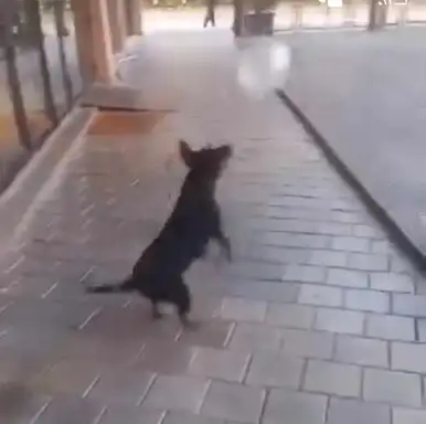 Užas u Zaječaru: Pas usmrćen petardama