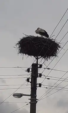 Foto dana: Vratile se rode