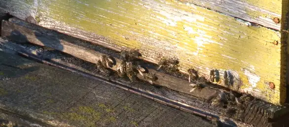 Vinograde zamenila bagremova šuma