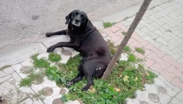 Usred Zaječara upucan pas: Otkazale mu noge, a para za operaciju nema