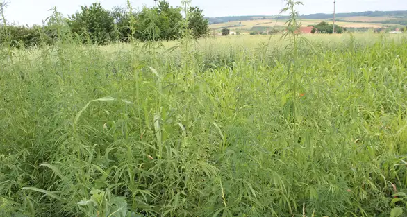 Na njivi, u blizini grada, pronađen zasad kanabisa