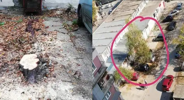 Isečena breza iza katastra: Iz "Timok održavanja" kažu da je to privatni posed Tekijanke