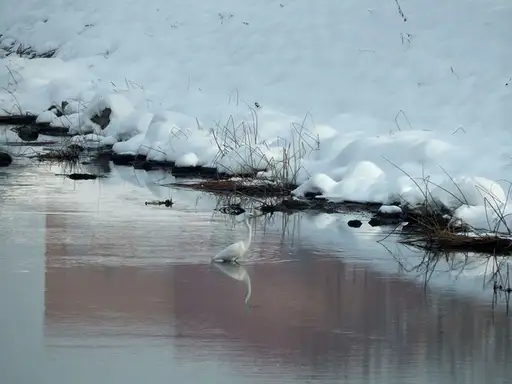 Prošetajte do plaže i uživajte: ples čaplji na Popovoj plaži!