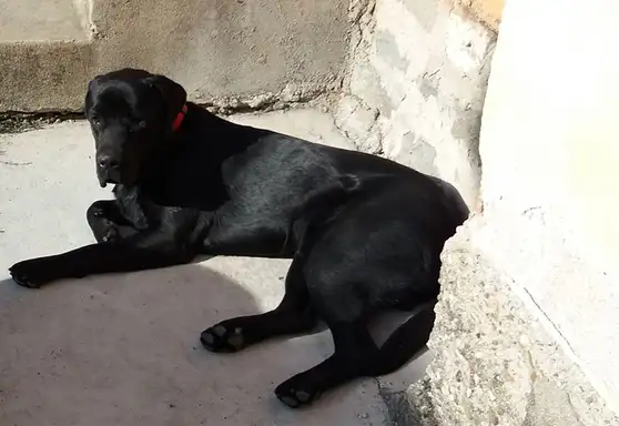 Pomozite Cezaru da se vrati kući!