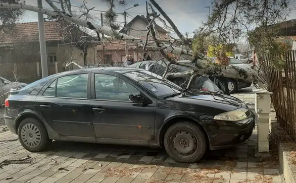 U Čupićevoj ulici slomilo se drvo i oštetilo automobil