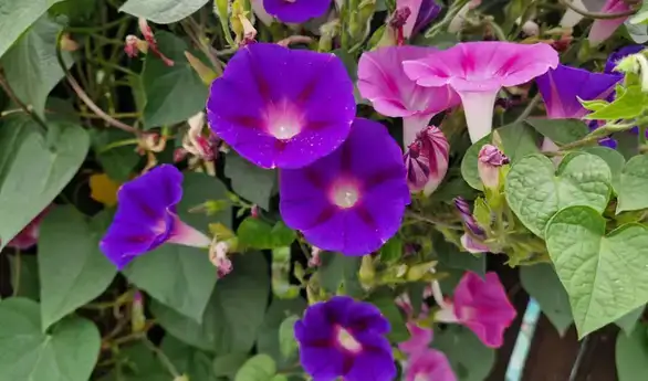 Danas nestabilno vreme sa kišom